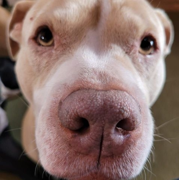 Meet your Posher, Becky - Picture 1 of 1